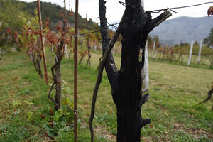 Štetu popisuju, para ni na vidiku: Piperi - dva mjeseca nakon...