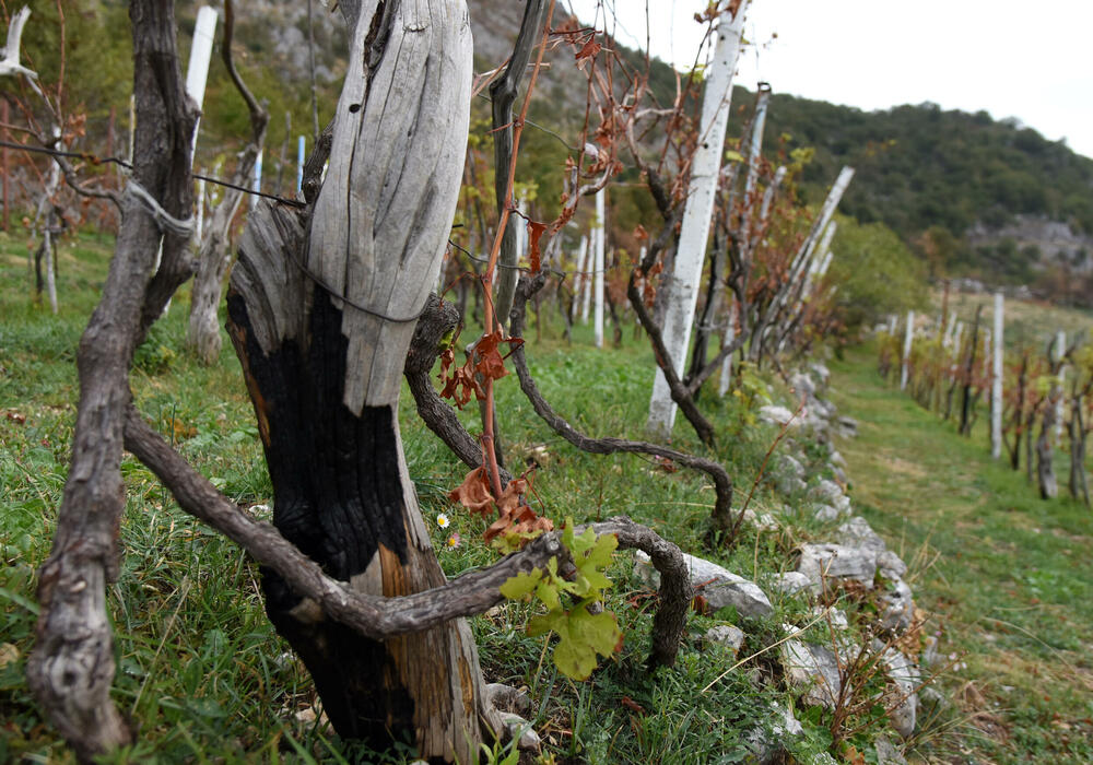 <p>Iz Glavnog grada kazali da je ukupna šteta procijenjena na blizu 500.000 eura, najviše na zasadima vinove loze... Niko kome je izgorjela kuća ili imanje još nije obeštećen, ako jeste, volio bih da me demantuju, kaže Milovan Marković</p>