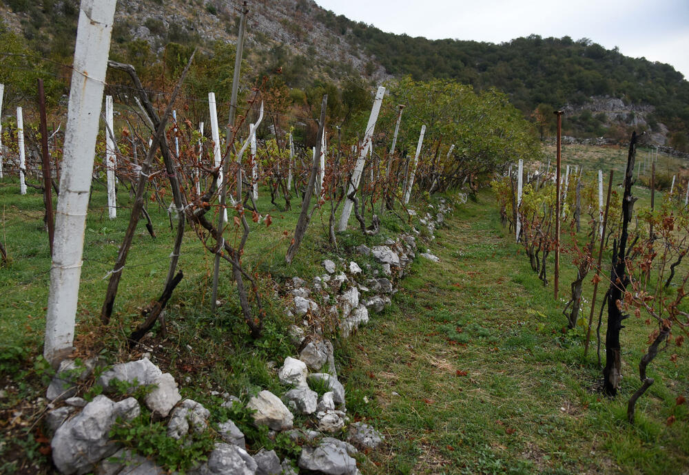 <p>Iz Glavnog grada kazali da je ukupna šteta procijenjena na blizu 500.000 eura, najviše na zasadima vinove loze... Niko kome je izgorjela kuća ili imanje još nije obeštećen, ako jeste, volio bih da me demantuju, kaže Milovan Marković</p>