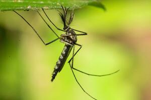 Pala je 'tvrđava' Island: Prvi put se pojavili komarci