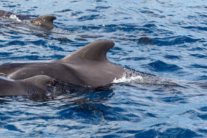Desetine pilot-kitova uginule nakon nasukavanja na Novom Zelandu