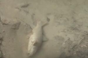 Ćehotina je mjesecima zagađena teškim metalima: Ministarstvo ćuti,...