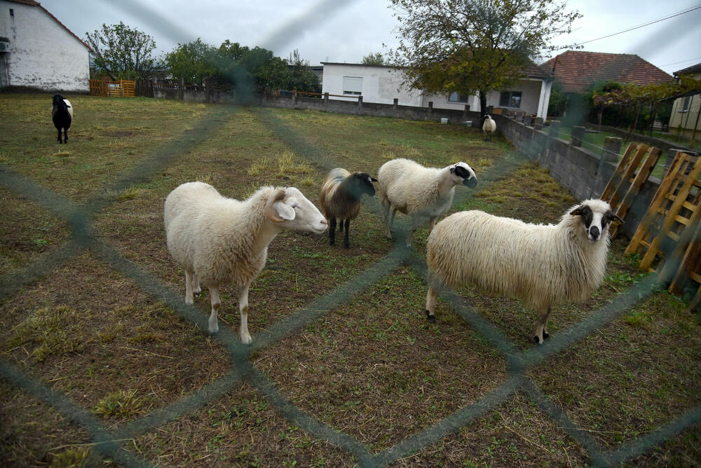 Zemlja zatrovana ali...