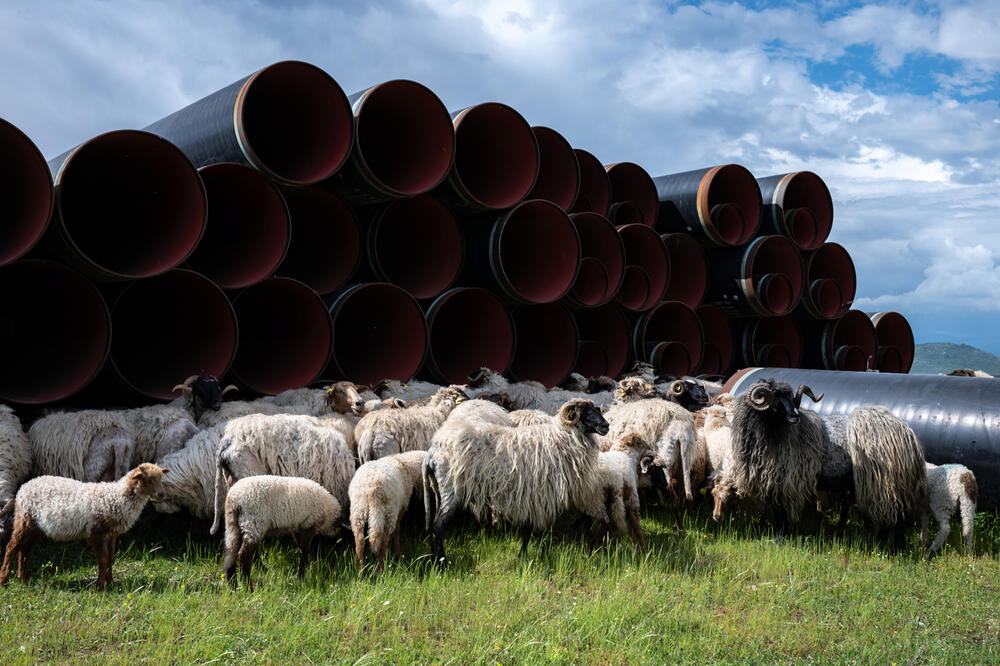 Pobjednička fotografija "Ovce i cijevi čekaju zatvaranje Poglavlja 27", Foto: Sofija Đukanović