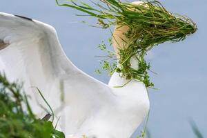 Najsmješnije životinjske ludorije u fotografijama godine: Lisice...