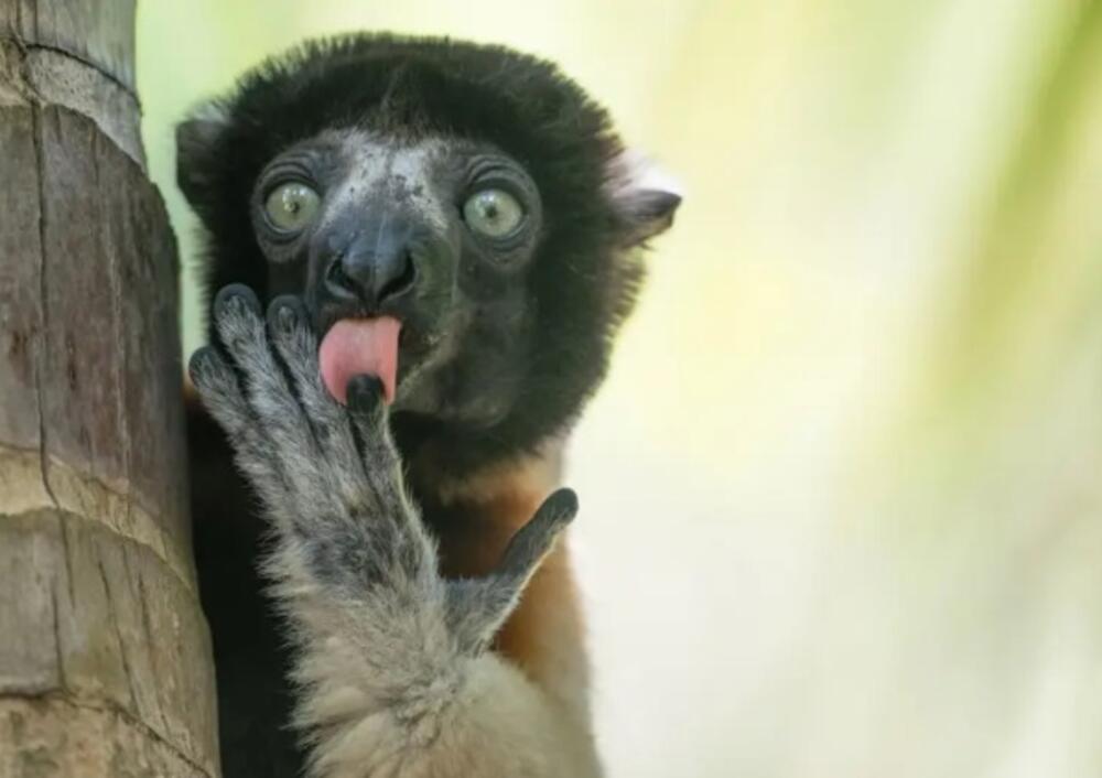 Lemur sa reklame – Autorka Lilijana Luka