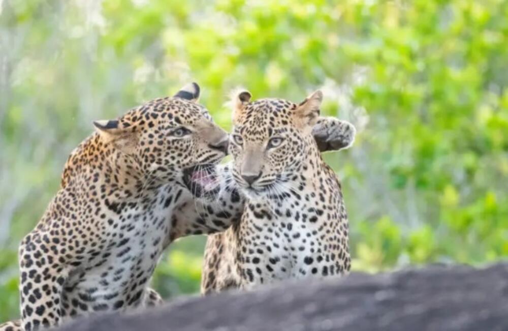Leopardi ogovaraju - fotografija Hikaduva Lijanaž Prasanta Vinod