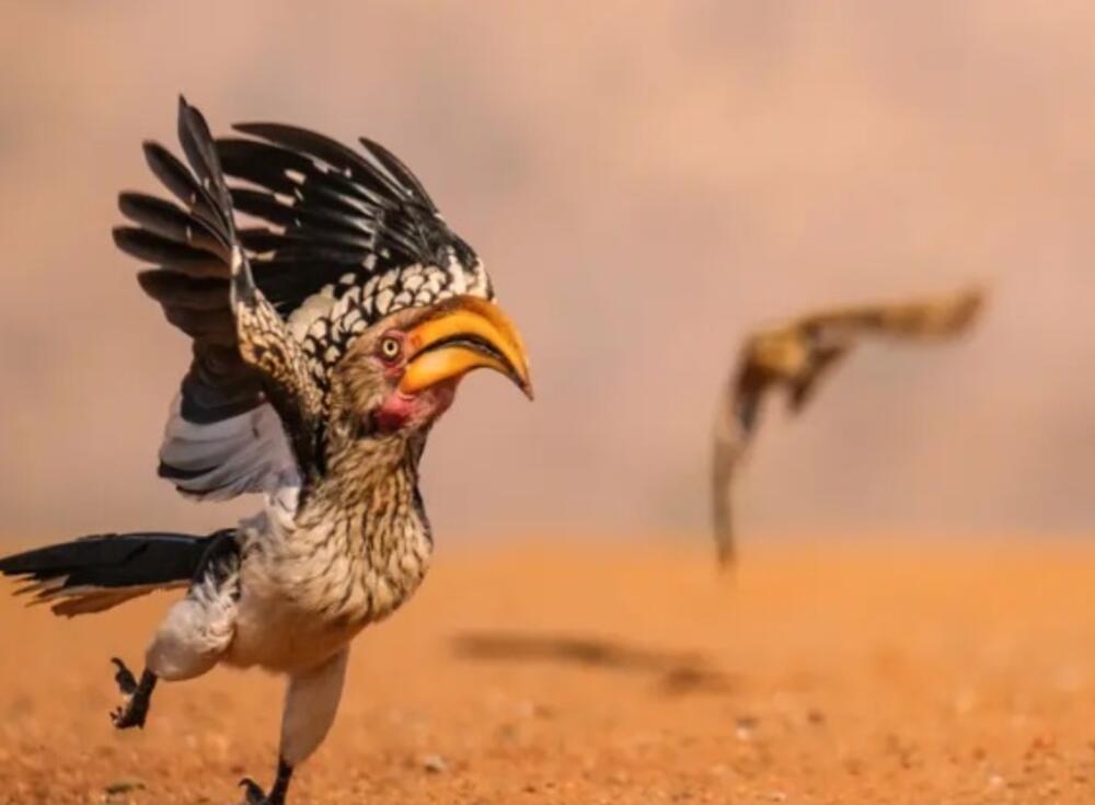 Mnogo žurim! Ptica žunac u trku - uslikao Džef Martin