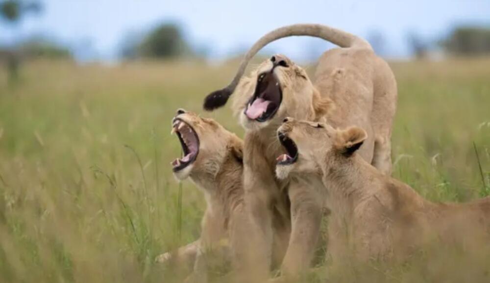 Svi u glas - Melin Elvanger