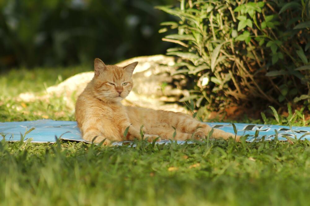 Ilustracija, Foto: Shutterstock