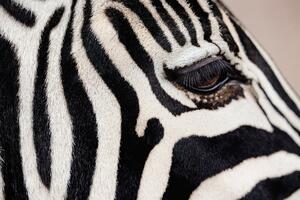 Crno-bijeli svet: Zašto su zebre, pande i pingvini baš tih boja