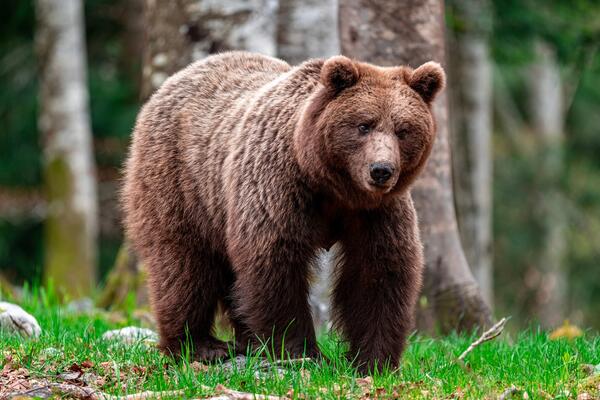 Boje jutra: Od straha do razumijevanja; Zašto se medvjedi...
