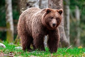 Boje jutra: Od straha do razumijevanja; Zašto se medvjedi...