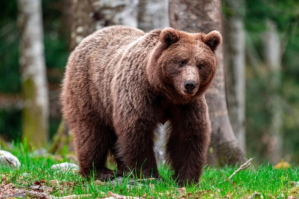 Illustration, Foto: Shutterstock