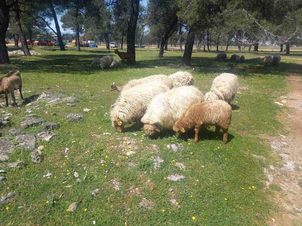 NVO Buša: Odgovor Ministarstva predstavlja pokušaj relativizacije...