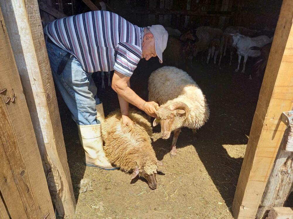 „Zetas žuja hat es verdient zu überleben“: Turković