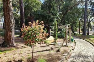 Tivat: Za perivoj u Velikom parku daju 91.000 eura