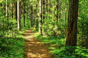 UN žele da stave šume u centar COP30