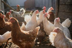 Bijelo Polje: 25 poljoprivrednih proizvođača dobilo po 100 kokošaka