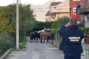 Stoka ugrožava vozače i mještane: Gradiošnica ponovo pod opsadom...