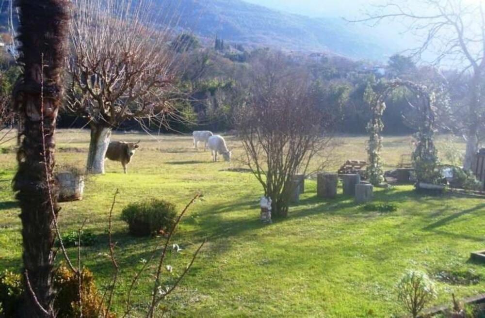 Goveda na ulazu u privatno imanje