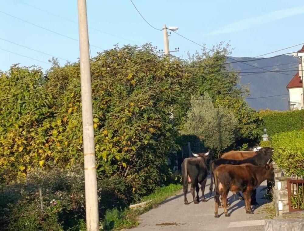 Lutajuća stoka u Gradiošnici