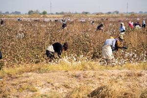 "Dobrovoljno učešće": Prisilni rad na poljima pamuka u centralnoj...