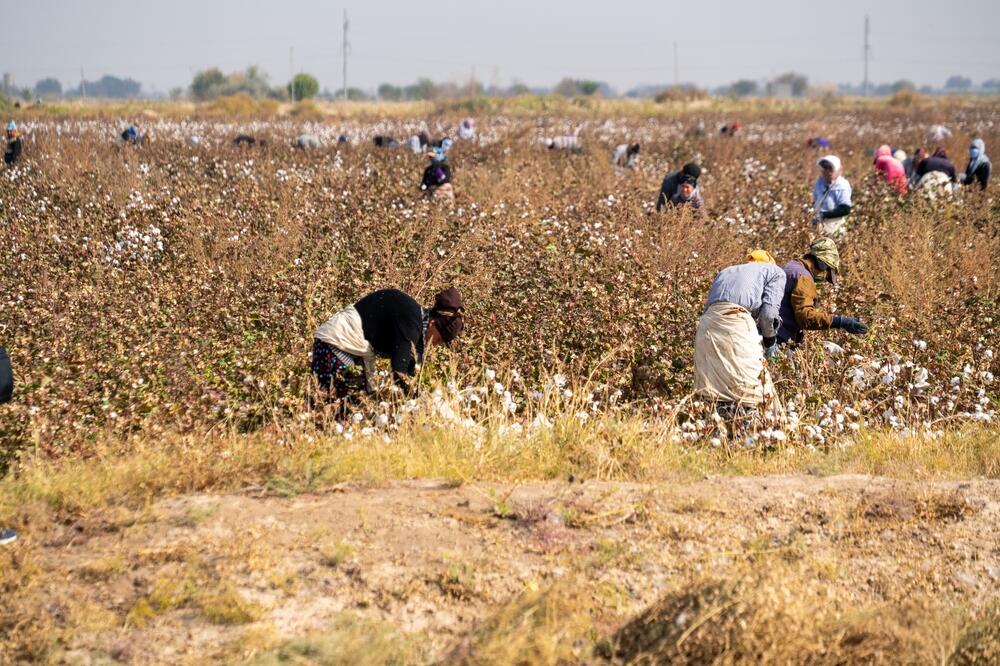 Branje pamuka u Uzbekistanu, Foto: Shutterstock