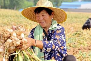 Istorija bijelog luka: Od hrane robova i drevnog lijeka do...