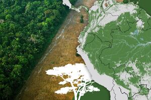 Sporo umiranje Amazonije: Svijet bi trebalo da se zabrine