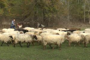 Posljednji čuvar zetske žuje