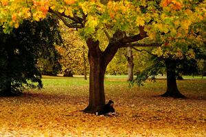 Kako protiv jesenje melanholije