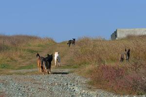 Za 15 dana dva pokolja ovaca u Pripčićima kod Bijelog Polja: "Ili...