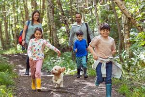 Kako 20 minuta u prirodi poboljšava vaše zdravlje