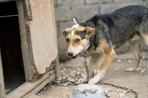 Niko još nije kontrolisao kako su psi