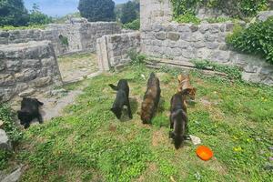 Razmnožavanje mačaka i pasa samo za odgajivače: Za kršenje propisa...