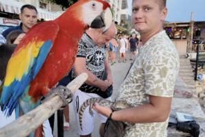 Za neke laka zarada, za životinje trajna patnja: Eksploatacija...