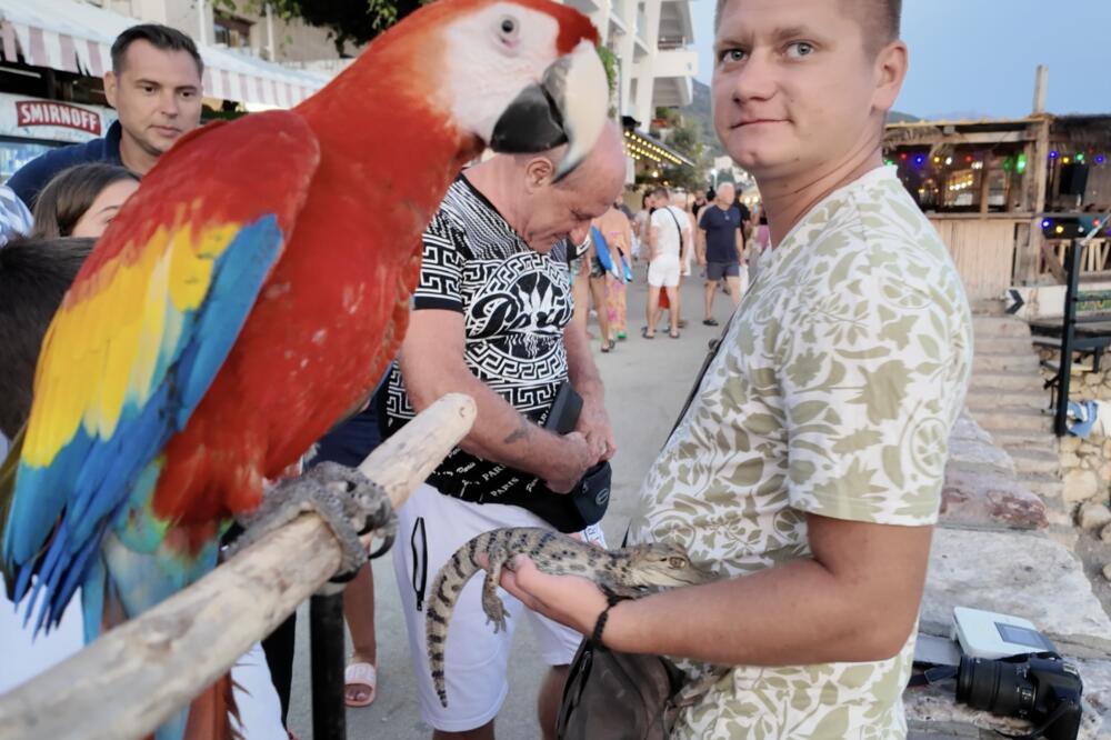 Sutomore: Papige kao reklama, u ponudi fotografisanje sa kajmanom, Foto: Animal Hustlers