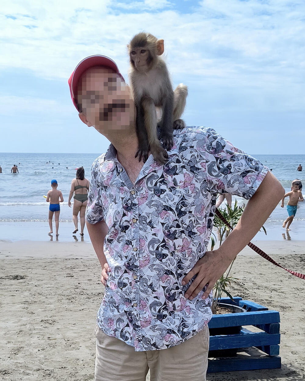 Ciki je jednogodišnja makaki majmunica