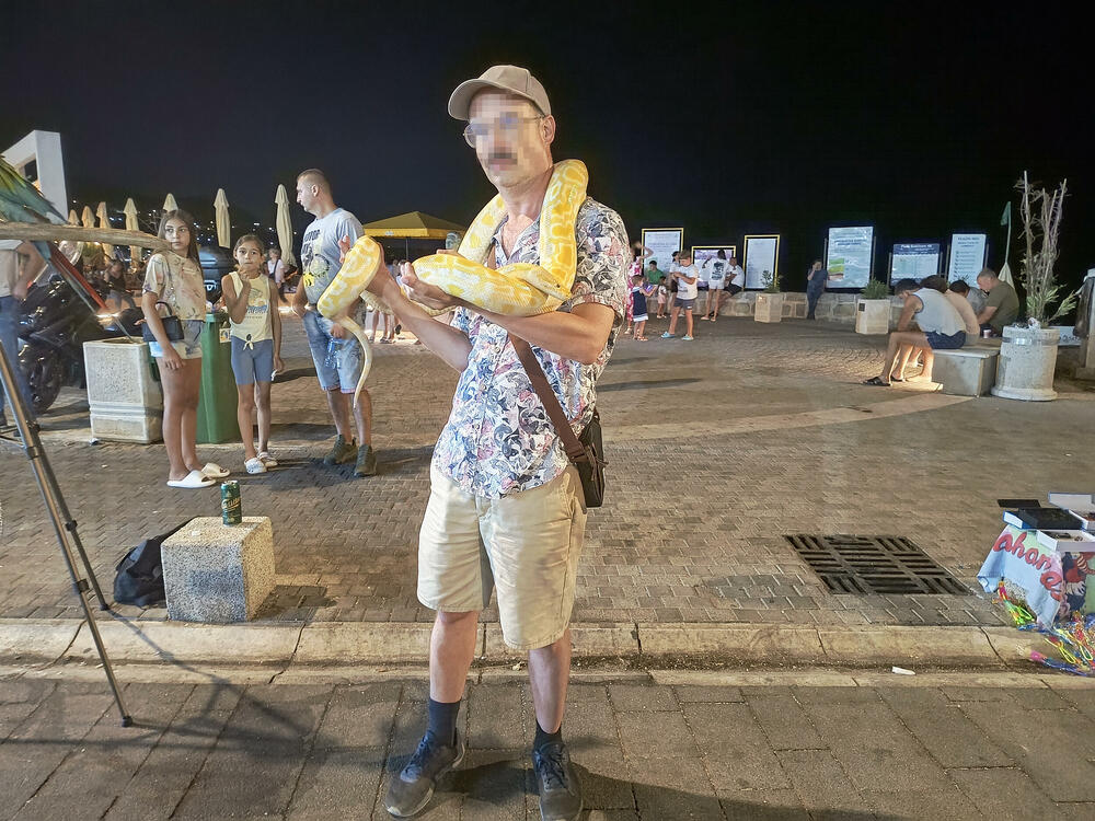 Burmanski piton Bela, Sutomore