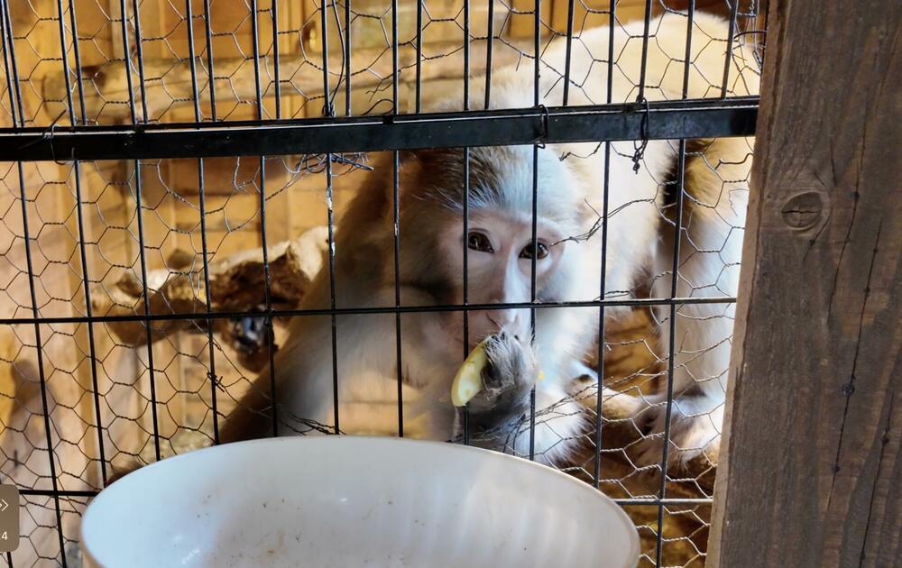 Majmun Čili, Prihvatilište i oporavak životinja