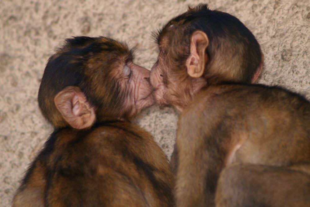 Istraživači su pronašli dokaze da se više vrsta ljubilo, Foto: Getty