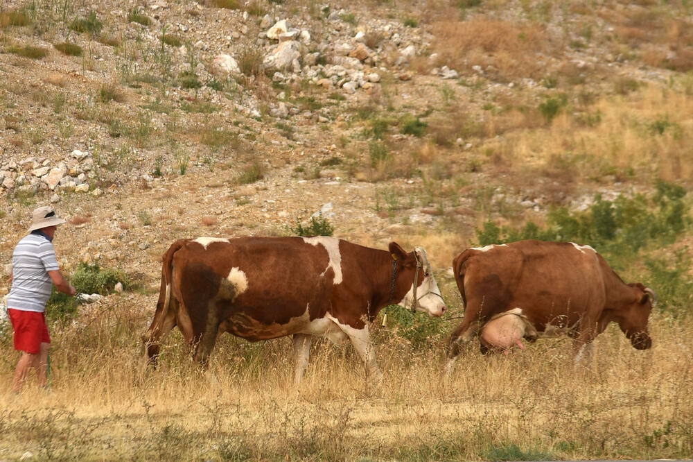 Farmeri mogu mnogo da doprinesu poboljšanjem biosigurnosti, uslova držanja, higijene, vakcinacije i prevencije bolesti, Foto: BORIS PEJOVIC