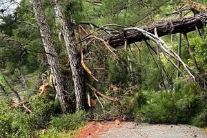 Perazića do: Komunalci uklonili ogromno stablo koje je blokiralo...