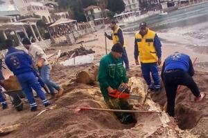 Komunalci u Budvi uklonili velika stabla koje je more izbacilo na...