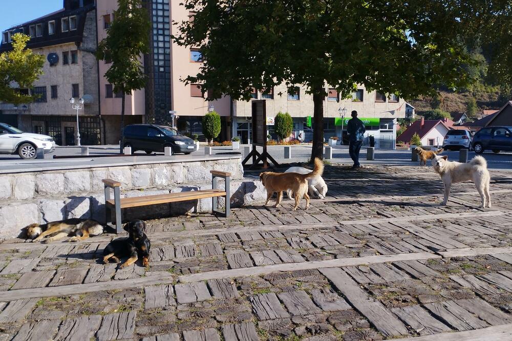 Psi lutalice u Kolašinu, Foto: Dragana Šćepanović