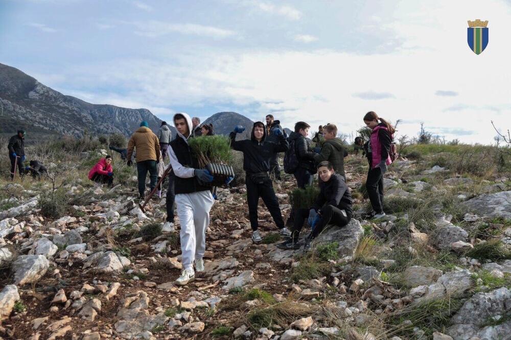 <p>Akcija sadnje na Golom brdu nastavlja se i 30. novembra, uz očekivanje da će njenim završetkom na ovom lokalitetu samo tokom novembra biti zasađeno oko 25 hiljada sadnica</p>