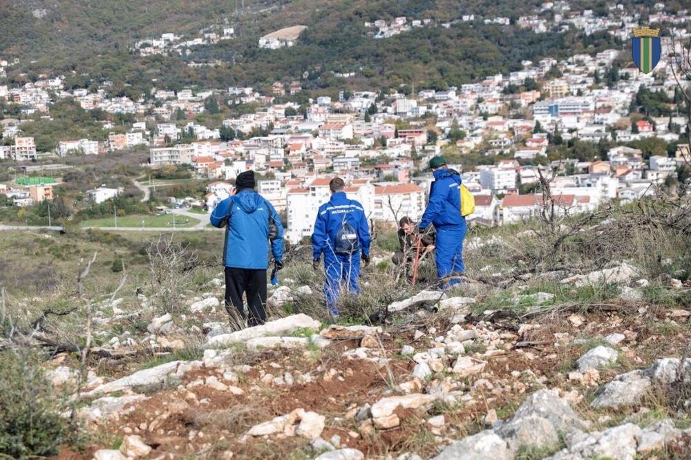 <p>Akcija sadnje na Golom brdu nastavlja se i 30. novembra, uz očekivanje da će njenim završetkom na ovom lokalitetu samo tokom novembra biti zasađeno oko 25 hiljada sadnica</p>