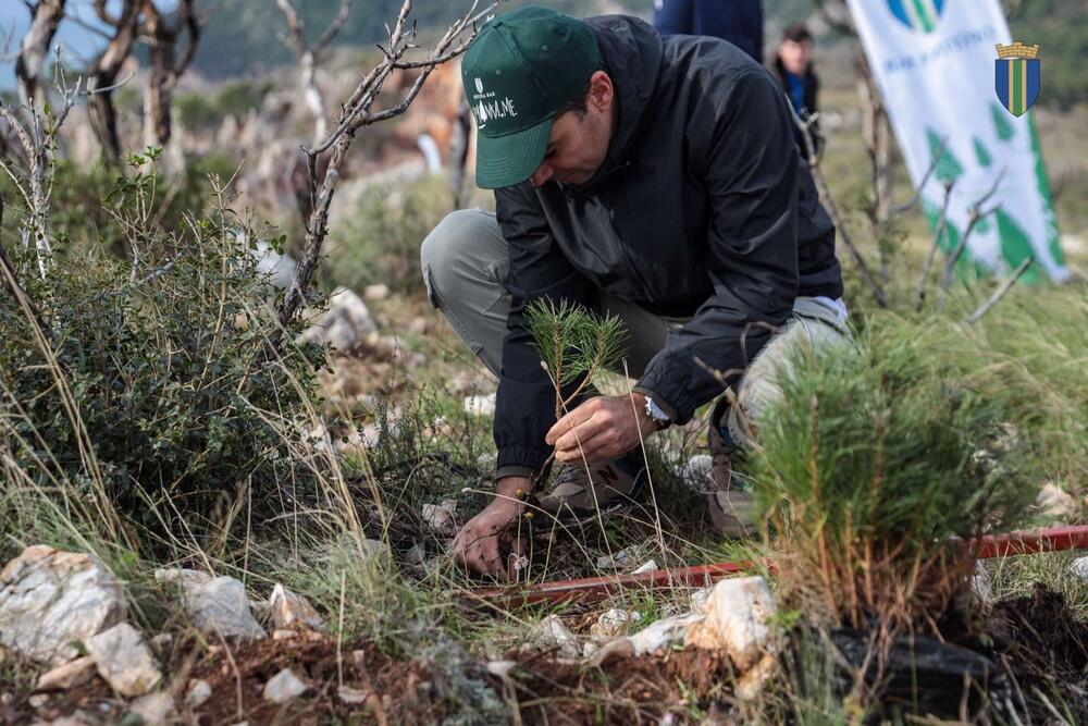 <p>Akcija sadnje na Golom brdu nastavlja se i 30. novembra, uz očekivanje da će njenim završetkom na ovom lokalitetu samo tokom novembra biti zasađeno oko 25 hiljada sadnica</p>