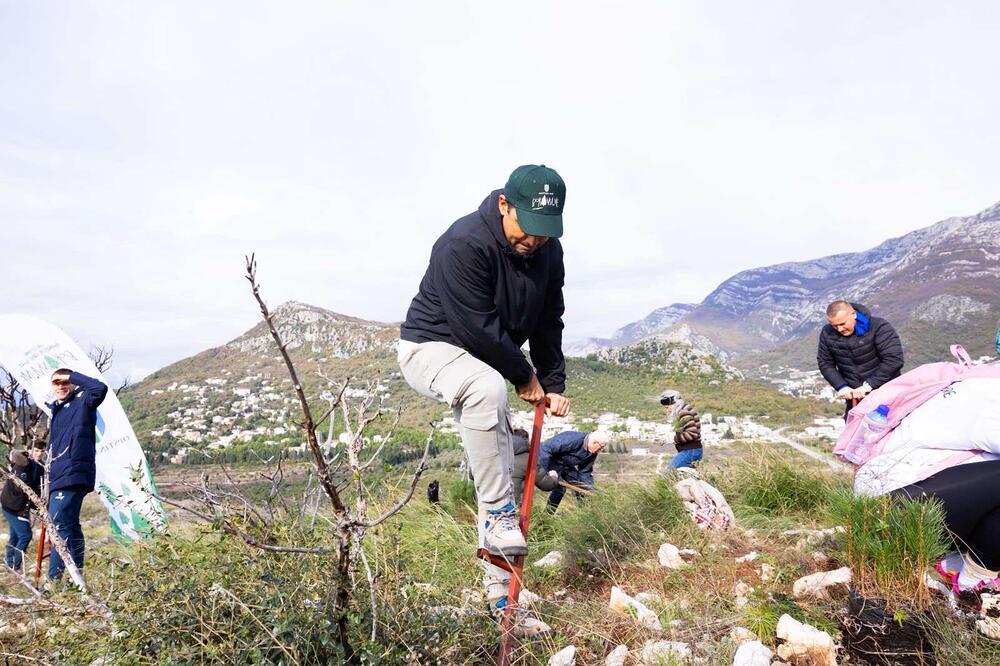 <p>Akcija sadnje na Golom brdu nastavlja se i 30. novembra, uz očekivanje da će njenim završetkom na ovom lokalitetu samo tokom novembra biti zasađeno oko 25 hiljada sadnica</p>